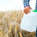 Po ilu dniach działa saletra amonowa?