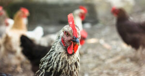 Ile żyje kura zielononóżka?