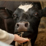 Co oznacza zimny nos u cielaka?