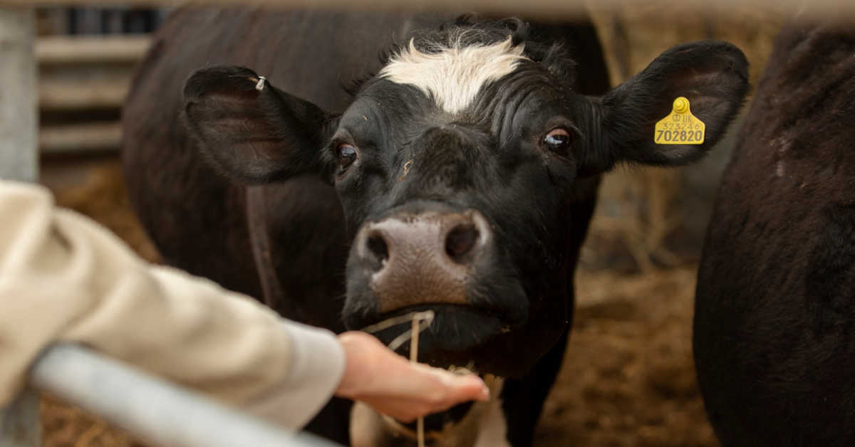 Co oznacza zimny nos u cielaka?