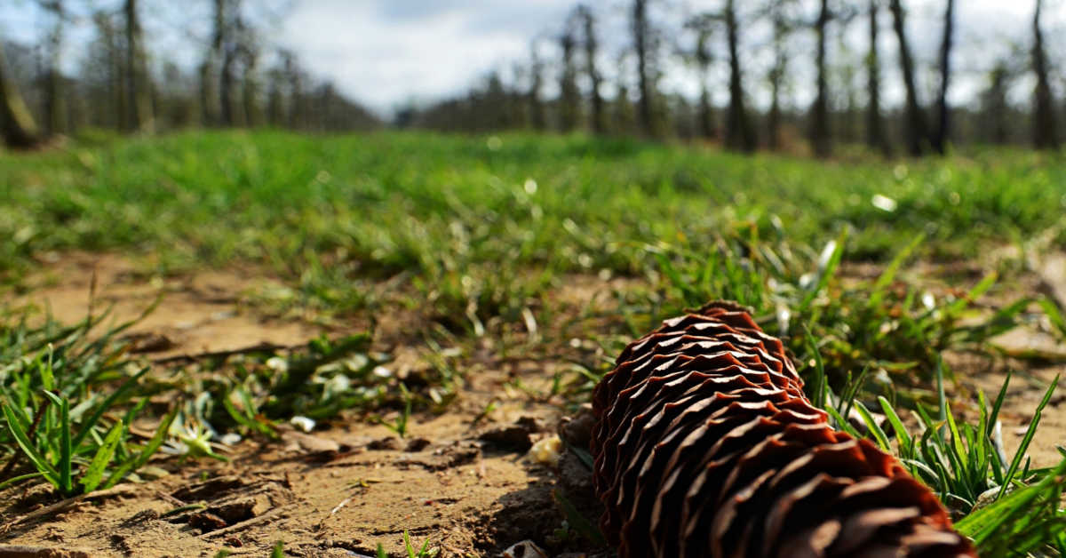 Mulczowanie cena za godzinę – średnie stawki na 2026 rok