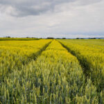 Ile gnojowicy na hektar? Tabela z omówieniem