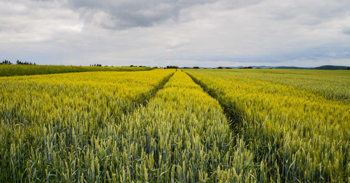 Ile gnojowicy na hektar? Tabela z omówieniem
