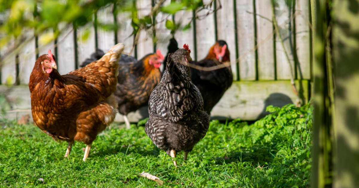 Kury bez piór na ogonie – choroba czy to tylko wygląd?