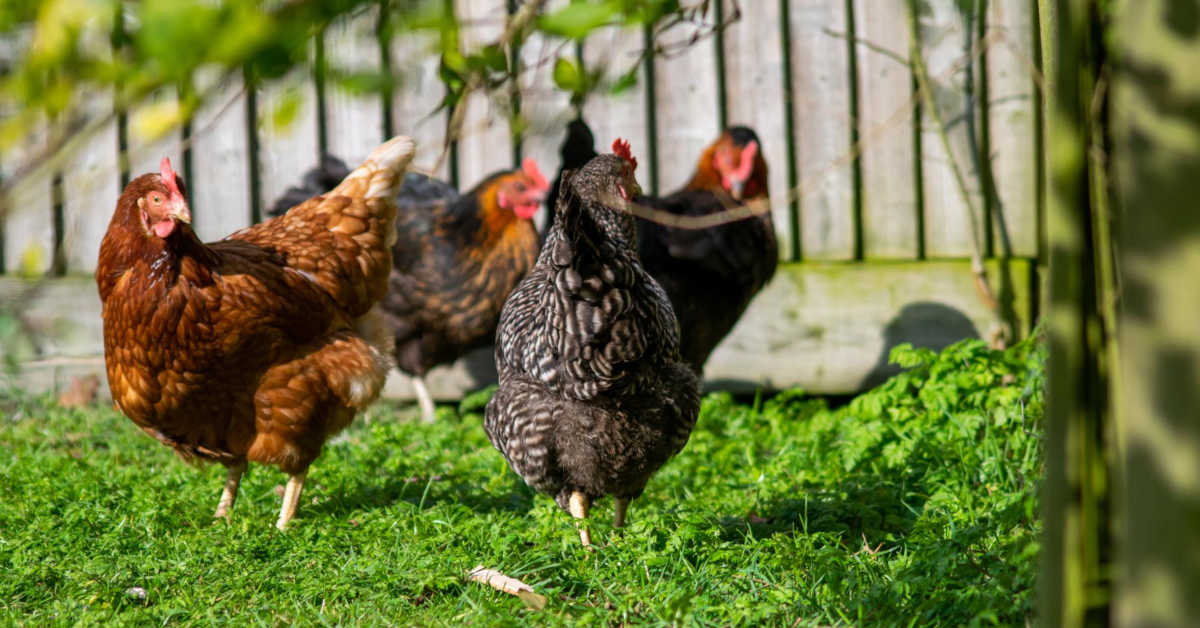 Przykładowe receptury pasz dla kur niosek