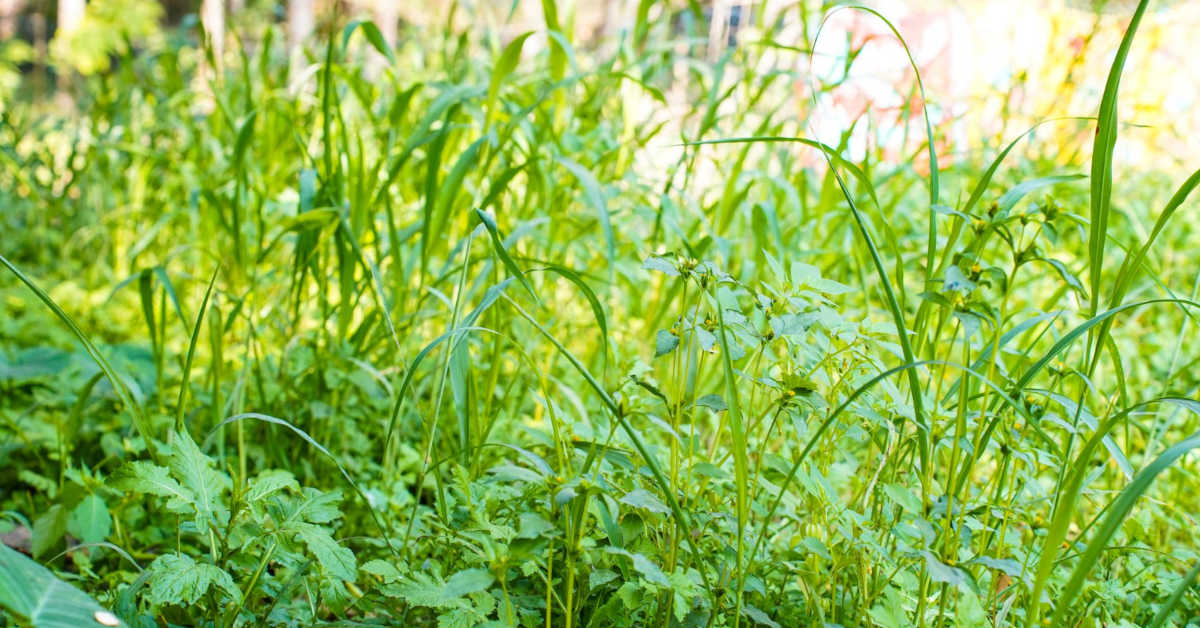 Chwasty trudne do zwalczenia – lista, metody działania