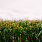 Jednostka siewna kukurydzy – ile to kilogramów?