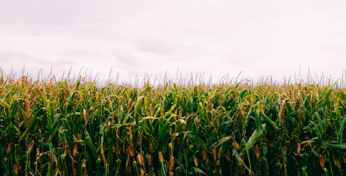Jednostka siewna kukurydzy – ile to kilogramów?