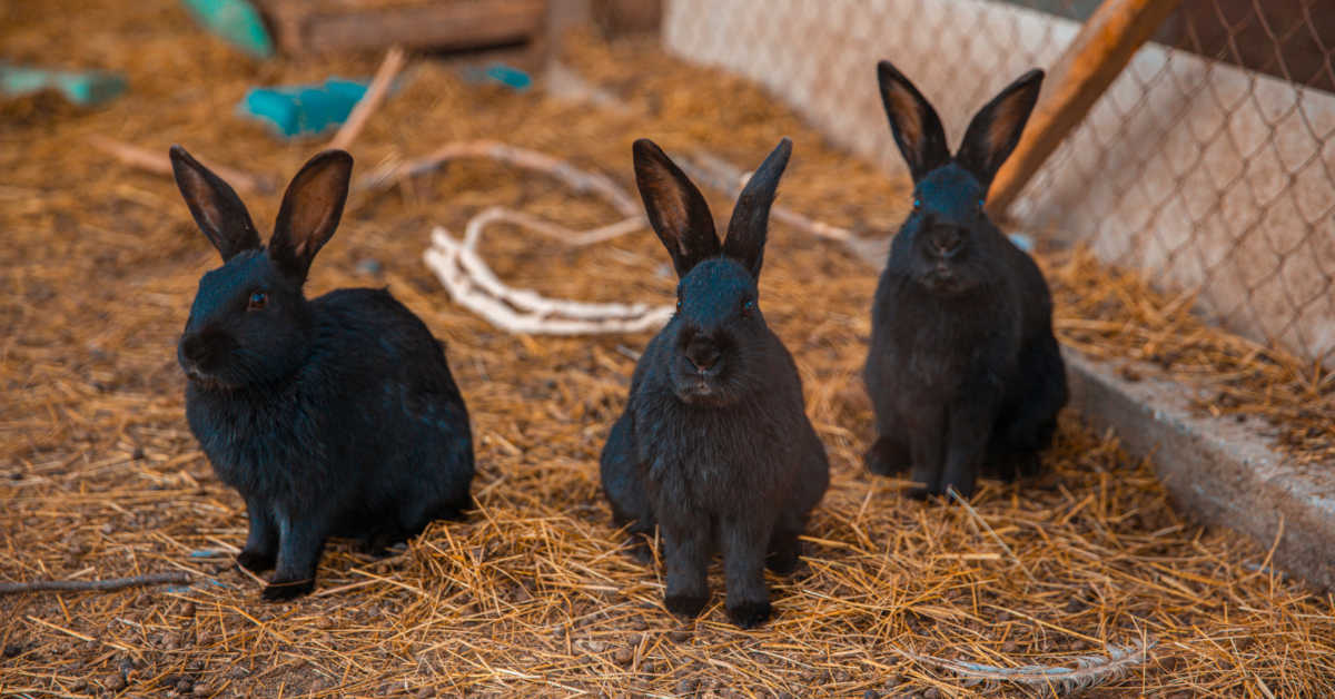 Czy można dopuszczać króliki z jednego miotu?