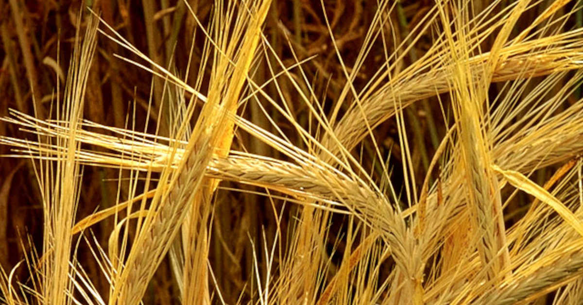 Jęczmień ozimy – ile na hektar? Optymalny wysiew