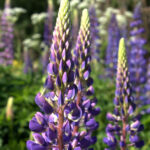 Ile łubinu na hektar? Jak i kiedy wysiewać?