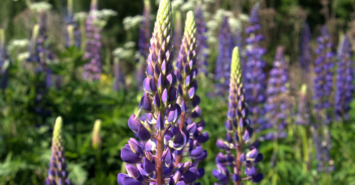 Ile łubinu na hektar? Jak i kiedy wysiewać?