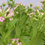 Uprawa tytoniu w Polsce – wymagania uprawowe i prawne