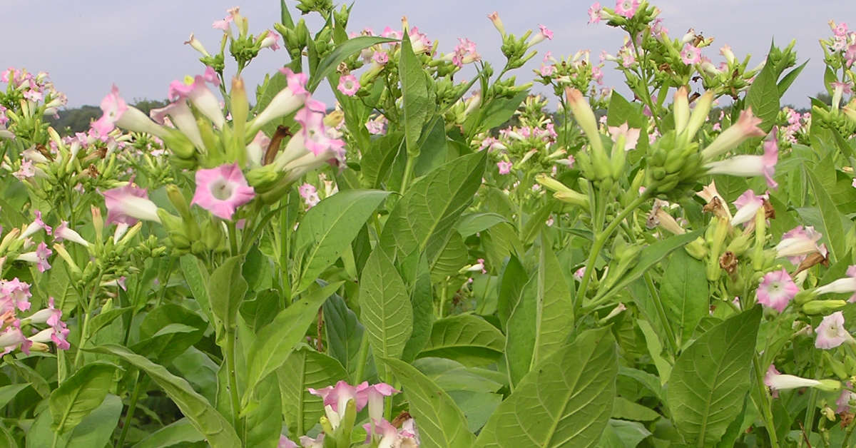 Uprawa tytoniu w Polsce – wymagania uprawowe i prawne