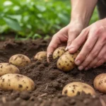 Zbliżenie na dłonie umieszczające sadzeniaki ziemniaków w ciemnej, żyznej glebie w słonecznym ogrodzie.