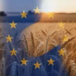 Pole dojrzałej pszenicy w świetle zachodzącego słońca z subtelnie wkomponowanymi barwami flagi Unii Europejskiej.