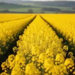 Pole kwitnącego rzepaku z rzędami żółtych kwiatów ciągnącymi się aż po horyzont w słoneczny dzień.