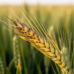 Zbliżenie na liść zboża z żółknącymi brzegami i nekrotycznymi końcówkami na tle rozmytego pola pszenicy.